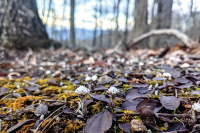 The Joyful Botanist: Pussytoes, pussytoes, I love you