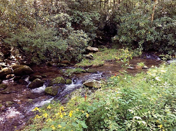 Sochan grows along a river. NPS photo