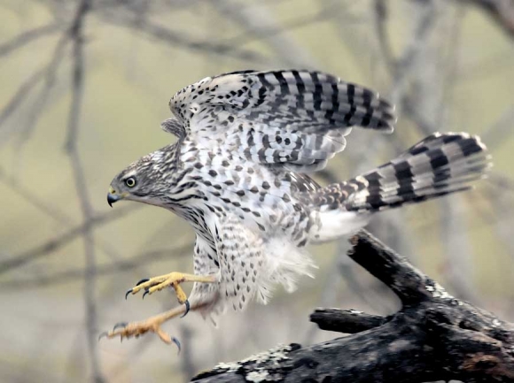 Immature Cooper’s hawk from Lake Junaluska. Tim Carstens photo