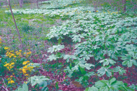 Mayapple of my eye