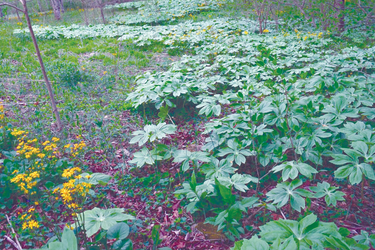 The mayapple flower (below) is easy to miss as it blooms under the plant’s wide, lobed leaves. Adam Bigelow photos