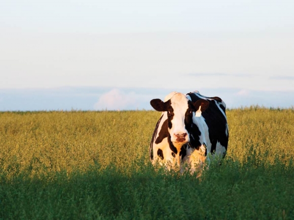 Sponsored: What is grass-finished beef?