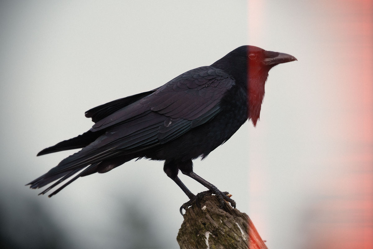 Blow the tannery whistle: Scarecrows in the rain