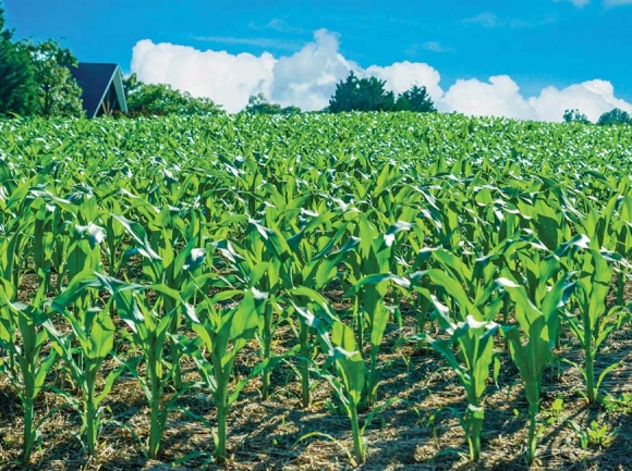 Cherokee planting method was ‘agronomically sound’