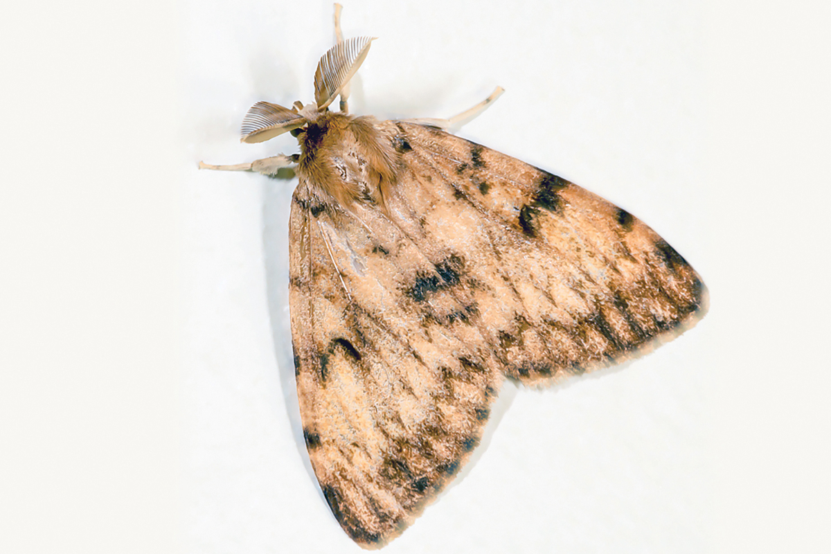 After spraying for spongy moths in Haywood County in 2025, NCDA&amp;CS announced it plans on spraying again this year. 