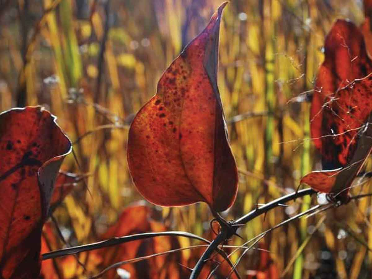 A catbrier vine shows off its fall color. Adam Bigelow photo