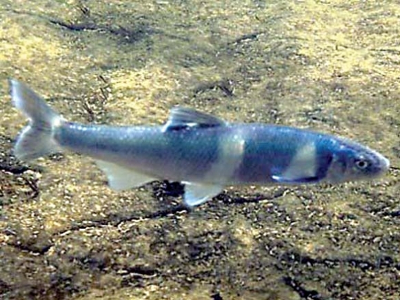 Endangered fish found in new territory