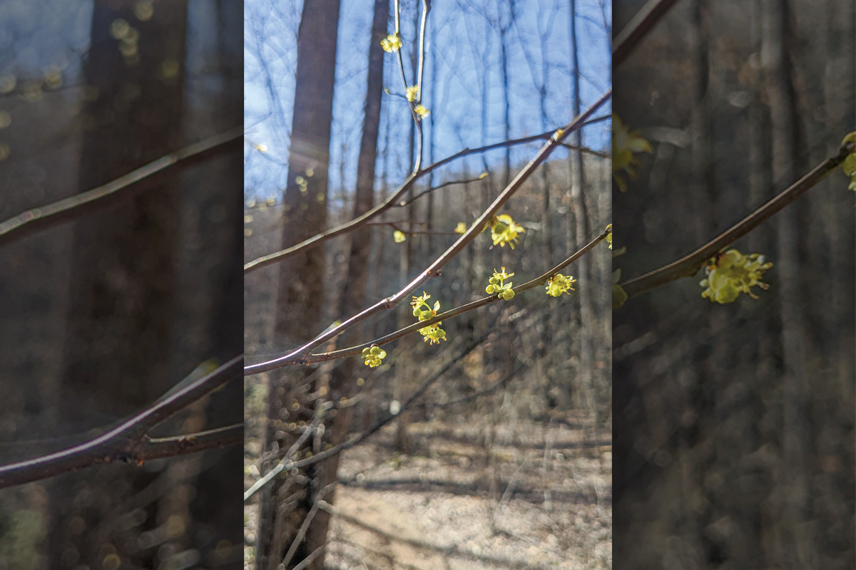 Tiny Spicebush flowers are easily identifiable three seasons out of the year. Adam Bigelow photo