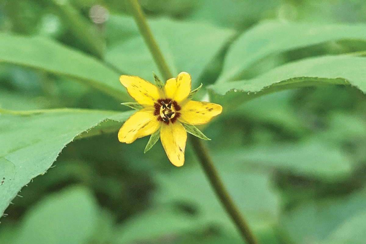 The whorled loosestrife grows in full sun and partial shade under deciduous trees. Adam Bigelow photo