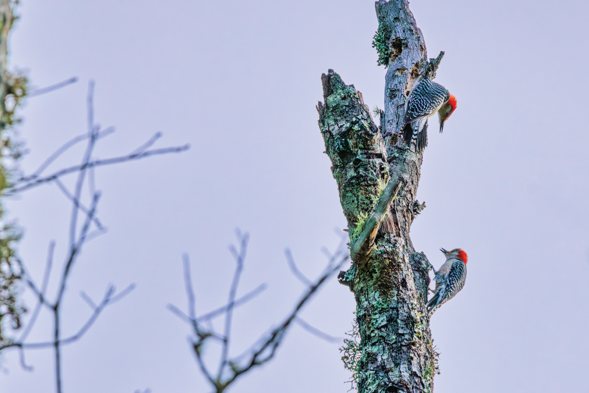  A pair of red-bellied woodpeckers seeks out a winter meal on a snag in Cades Cove. Photo by Reggie Tidwell. 