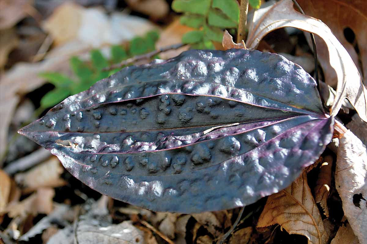 The winter leaf of the crane-fly orchid is purple underneath and green or purple on top, with blisters or bumps all over it. Adam Bigelow photo