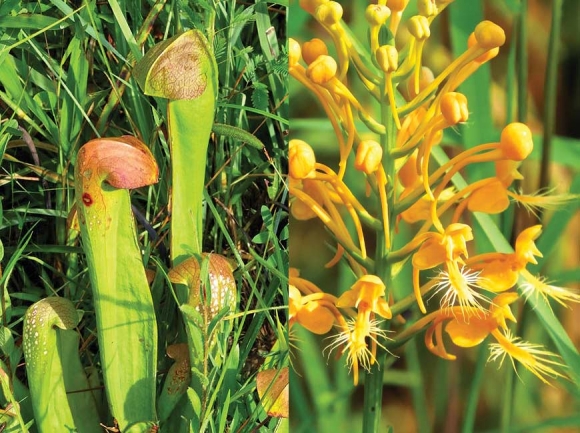 Hooded pitcher plant (left) and yellow-fringed orchid. Don Hendershot photos
