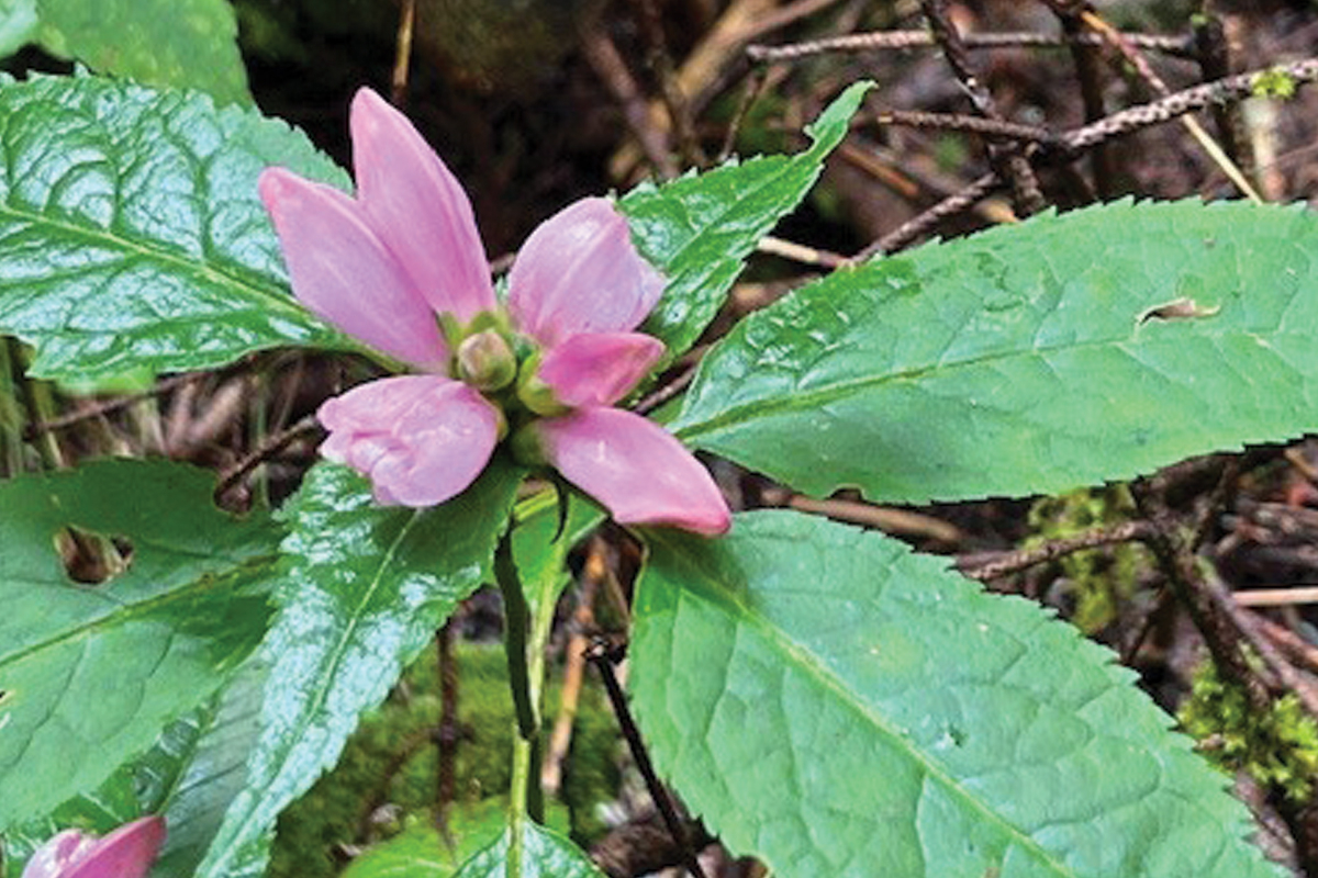 The Corneille Bryan Native Garden features an array of native wildflowers. 