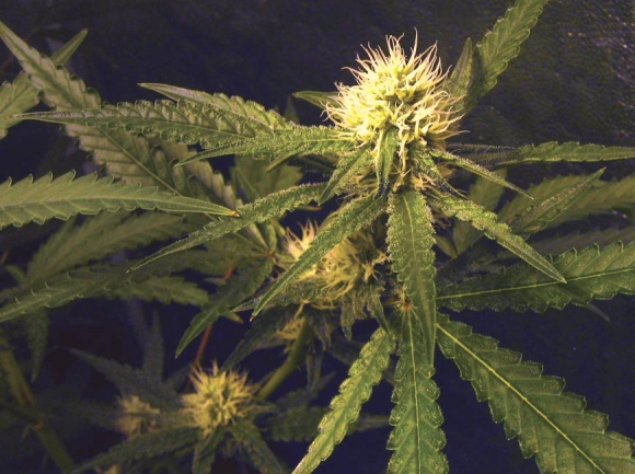 Cannabis legalization under study in Cherokee