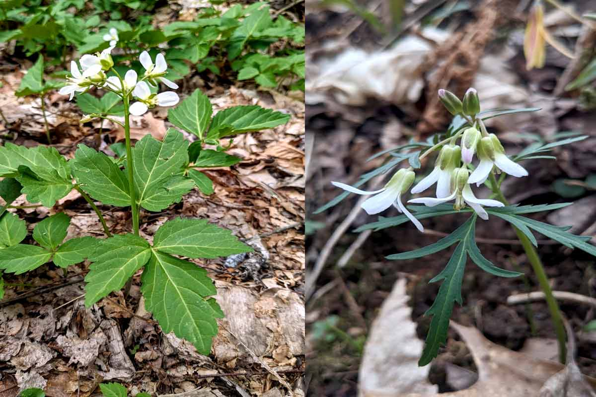 The common toothwort (left) and cut-leaved toothwort are related species of early spring flowers in the Southern Appalachians. Adam Bigelow photo