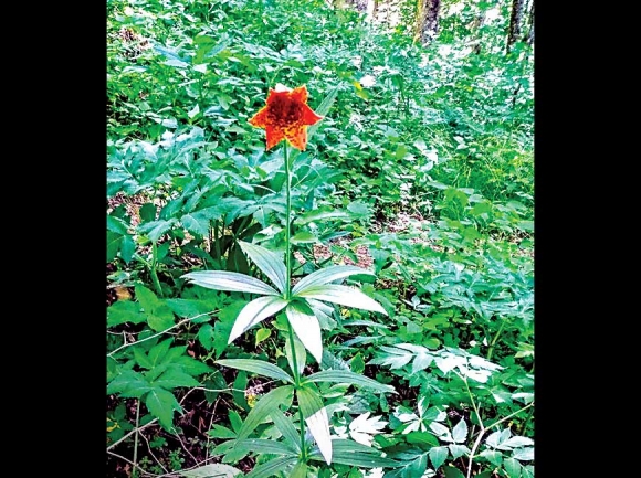 Gray’s lily — one of the rare species known from the proposed CWNSA. Don Hendershot photo