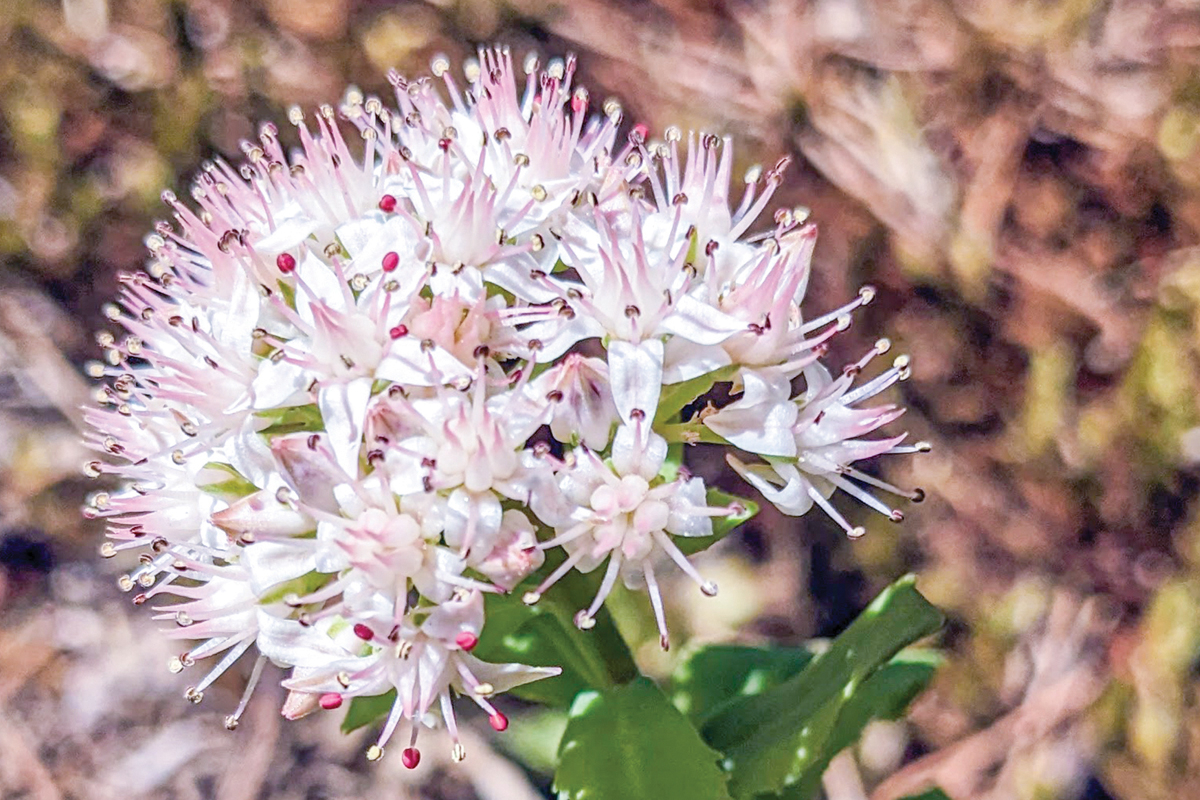 The bittersweet weed (Celastrus orbiculatus) might be one of the most prolific and long-lived seeds in the soil. Adam Bigelow photo