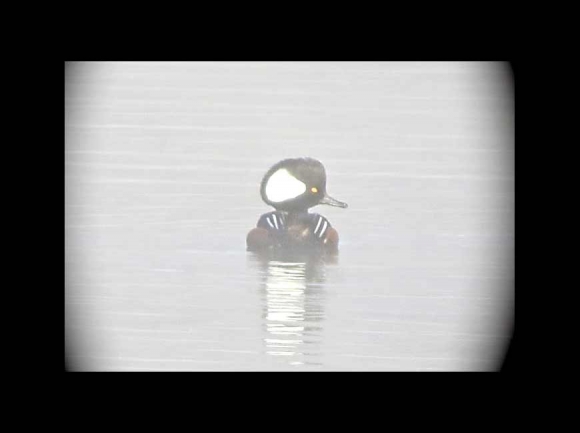 Hooded merganser on a recent foggy morning at Lake Junaluska. Don Hendershot photo