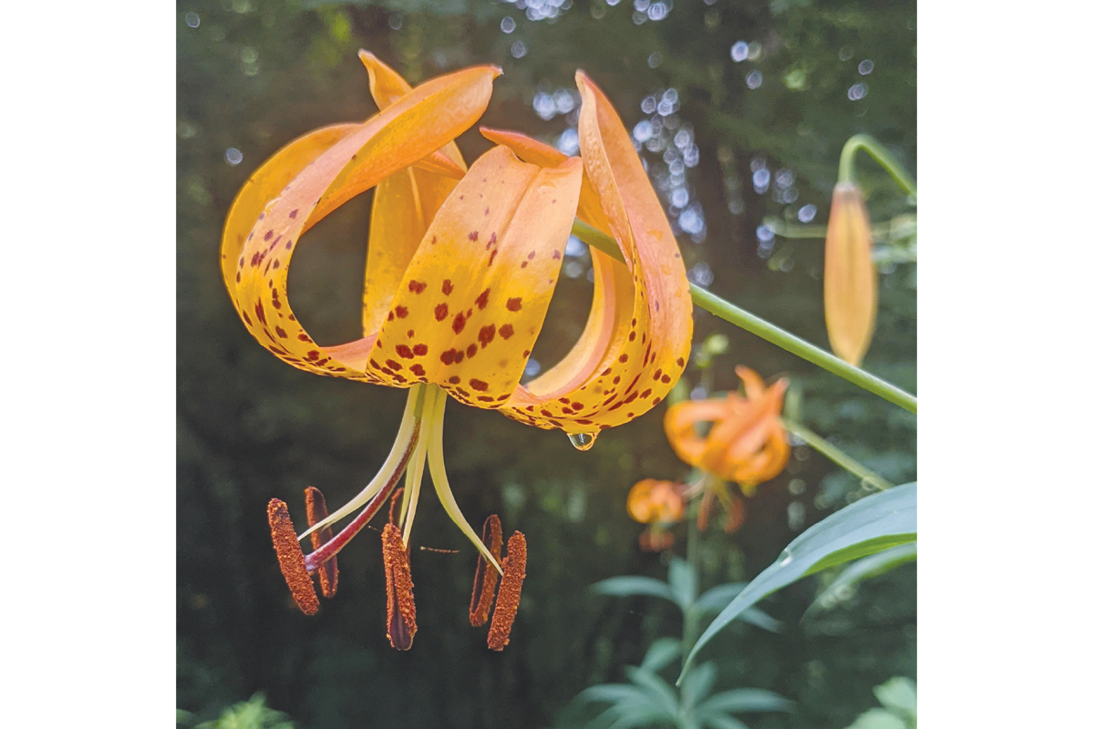 Sometimes standing as high as 8 feet, the native Turk’s-cap lily is often taller than most people. Adam Bigelow photo