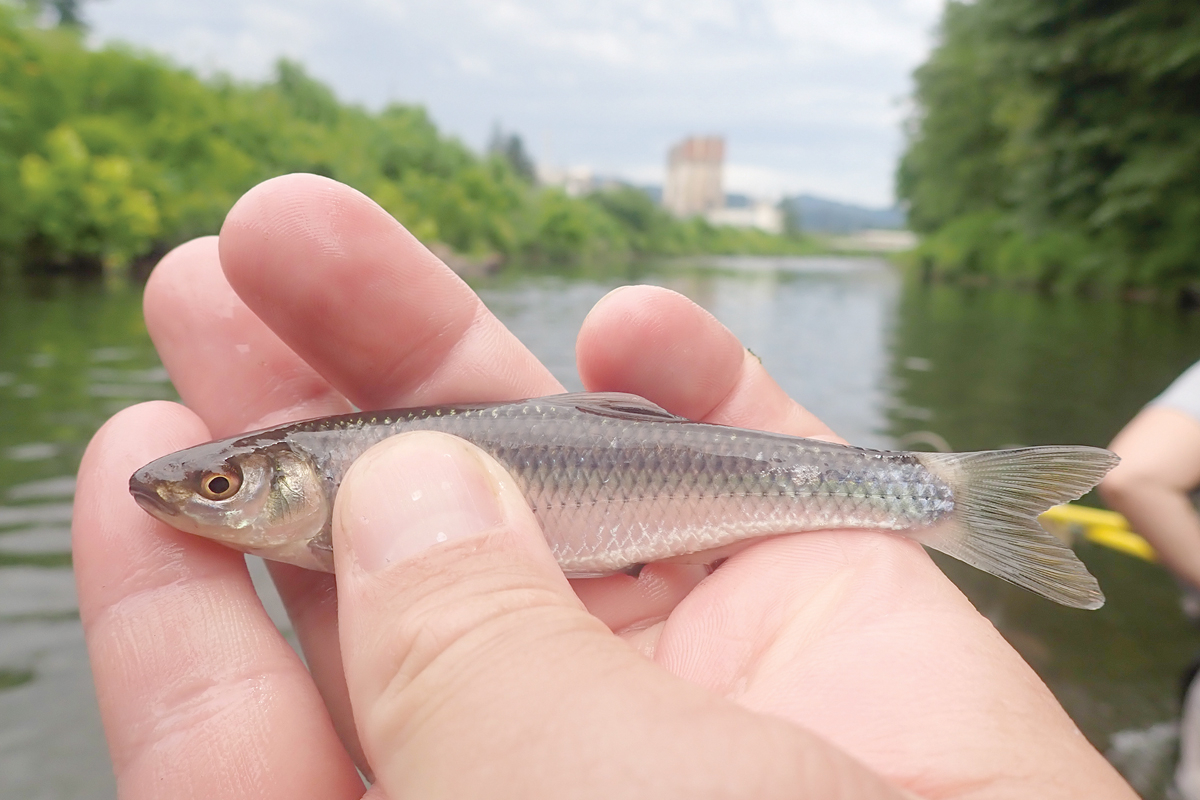 A whitetail shiner caught during sampling is held up with the mill in the background. NCWRC photo