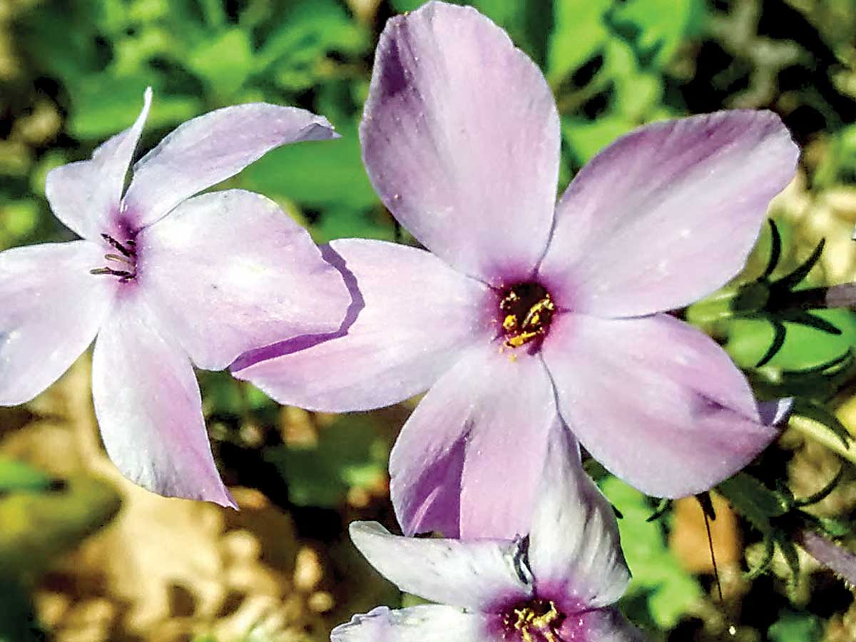 Creeping phlox. Dan Pittillo photo