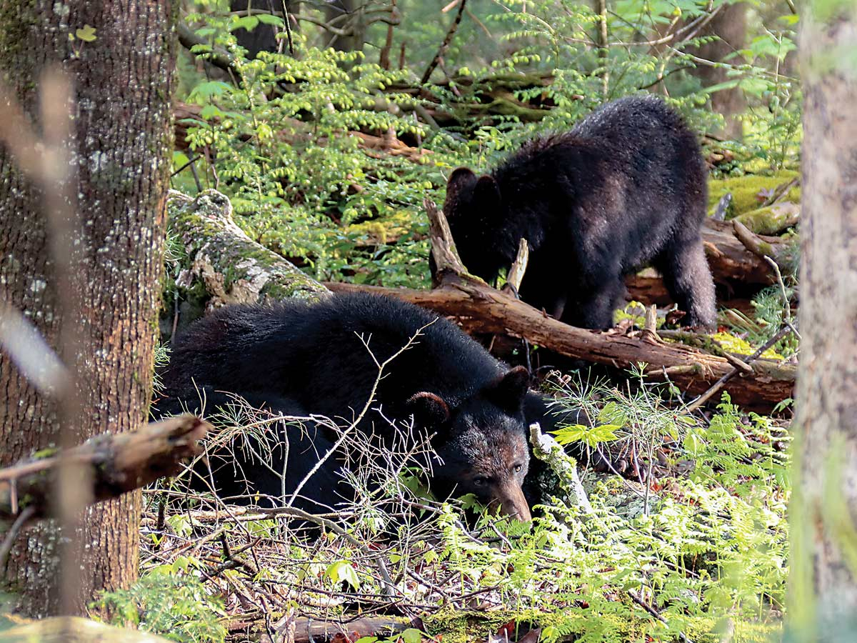 Bill seeks to prevent new bear sanctuary hunts