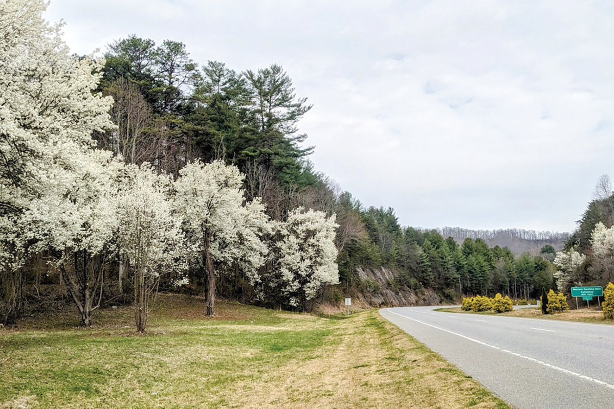 Invasive Bradford Pears are common along roadsides. Adam Bigelow photo