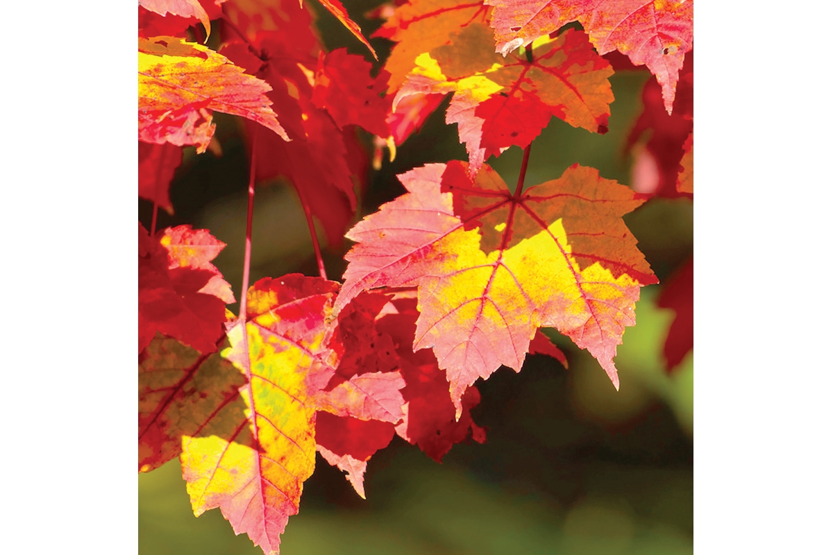 The leaves of a red maple tree in the fall can vary from lingering green to yellow, gold, orange and red. Fred Coyle photo.