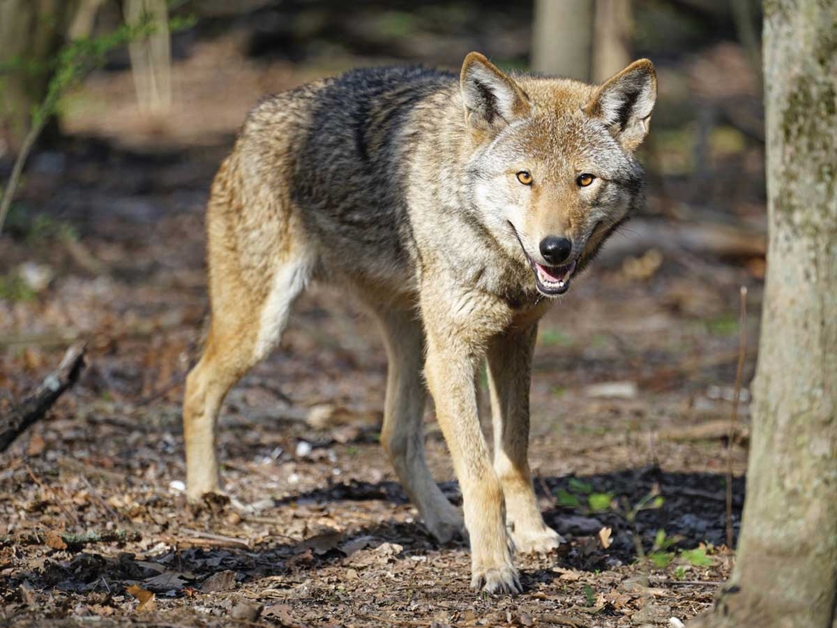 Ben the red wolf prowls his former home at the Wolf Conservation Center in New York. Friends of the WNC Nature Center/Wolf Conservation Center photo