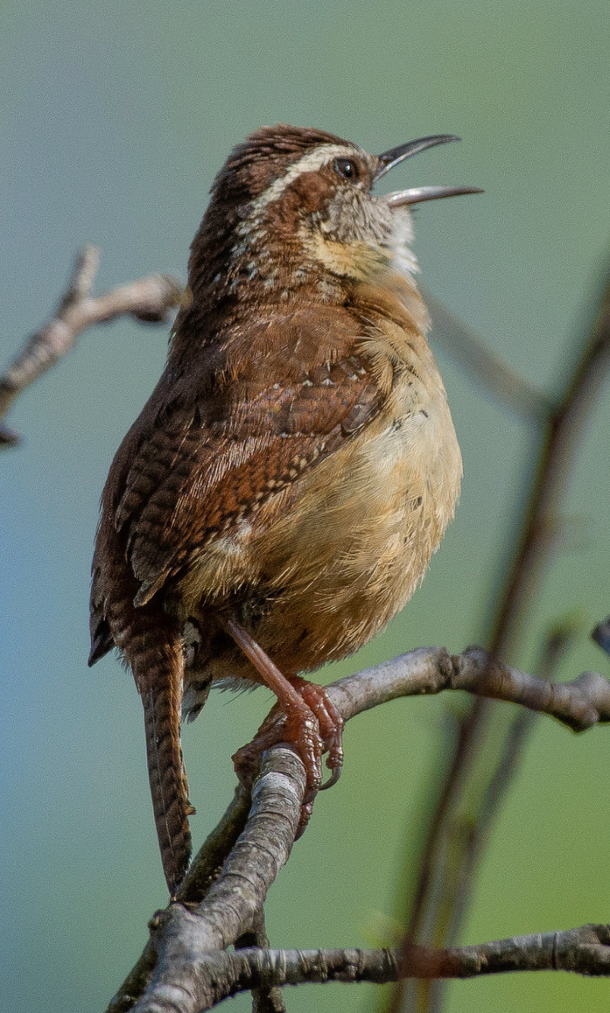A male Carolina wren sings up to 3000 times a day. 
