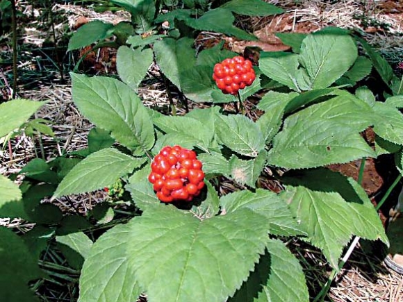 Ginseng populations now too small for sustainable harvest