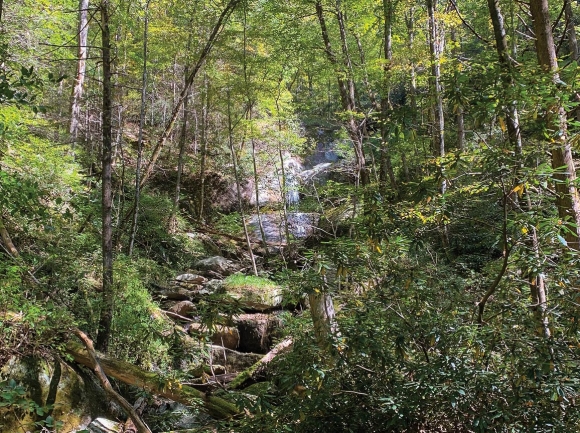 Burntfield Branch flows through the heart of a recently conserved property in Caldwell County. Foothills Conservancy photo