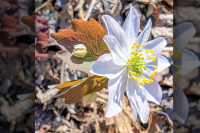 The Joyful Botanist: Up Moses Creek