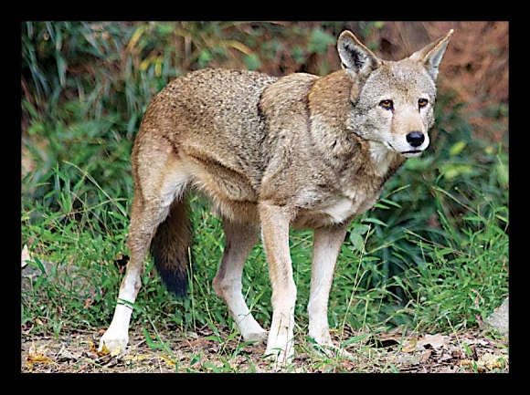 Red wolf. USFWS photo