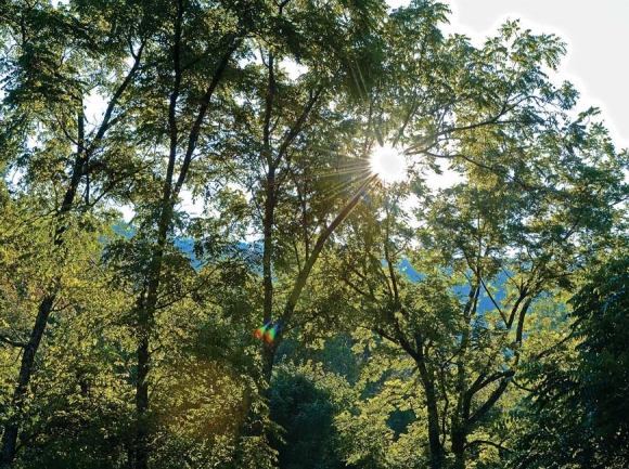 Morning sun shines through the trees upslope from Judaculla Rock. Holly Kays photos