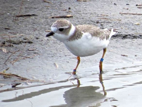 The Naturalist&#039;s Corner: Beach bump