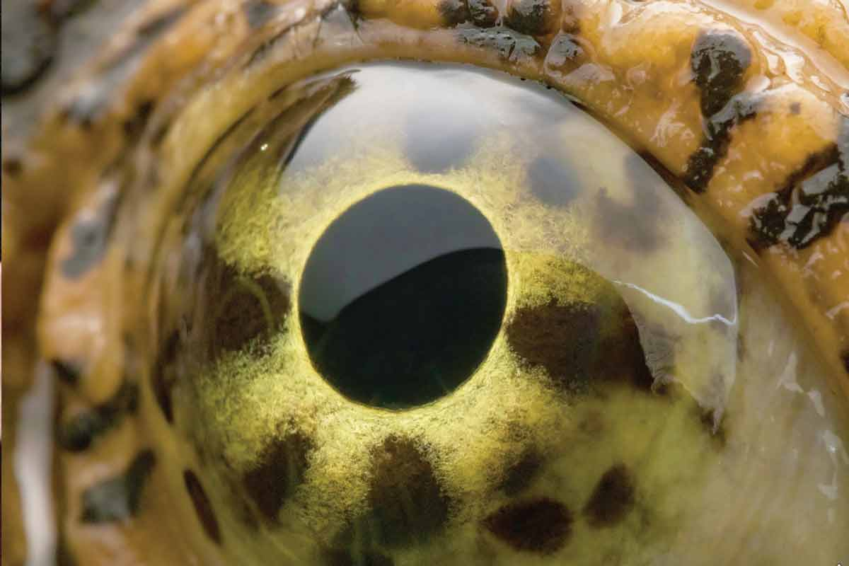 A snapping turtle opens its eye wide. Christian Alessandro Perez photo