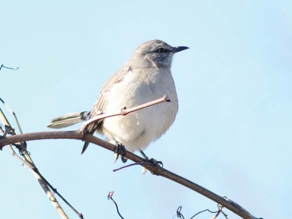 Christmastime for birders: Cold weather can’t cool enthusiasm for Christmas Bird Count