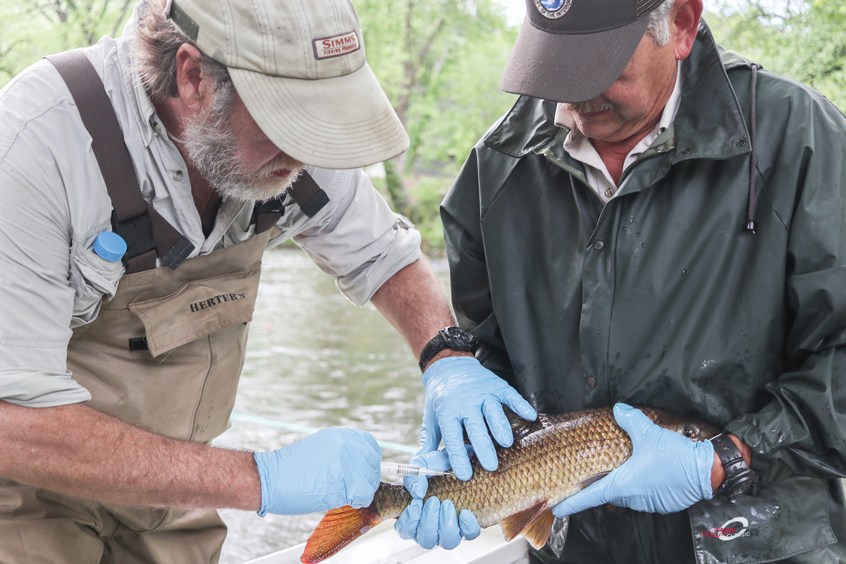 Biologists insert a tracking tag into a sicklefin redhorse. Gary Peeples/USFWS photo