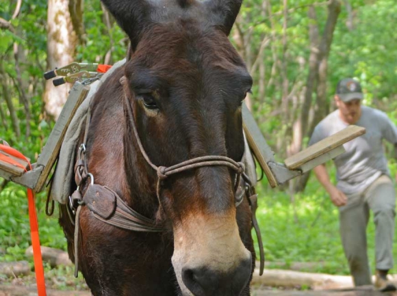 A member of the mule team waits patiently as Danny Gibson moves in the background to assess the load to be transported. Holly Kays photo 