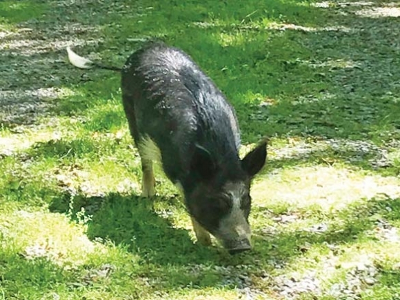 Canton continues pondering pigs as pets