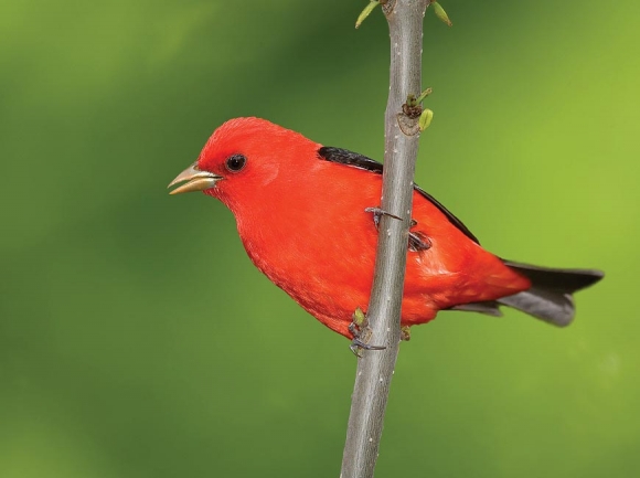 Scarlet tanager. Donated photo