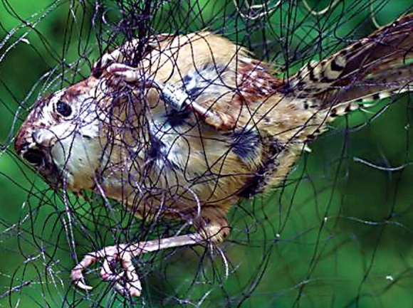 Recaptured Carolina wren. Bill Hilton Jr. photo