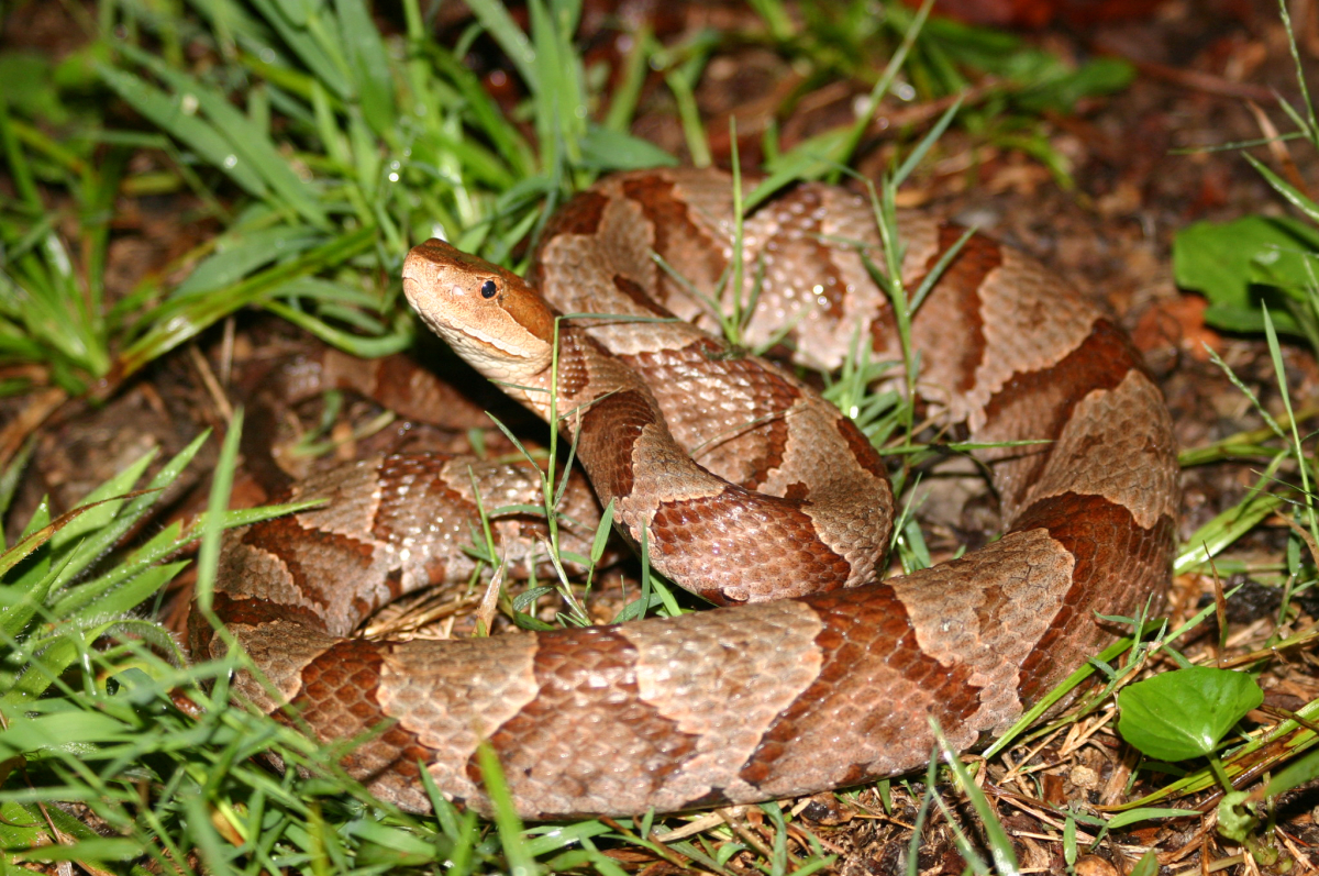 Eastern copperheads are stocky snakes with a coppery-colored head and keeled scales boldly marked by hourglass-shaped brown crossbands on the upper surfaces. Heat-sensing organs are located in facial pits on each side of the head between the eye and nostril. 