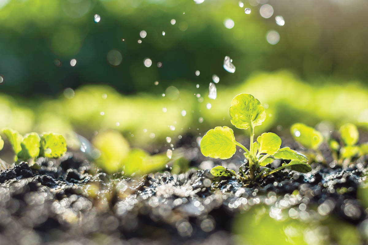 Haywood County Master Gardeners offer plant clinic