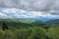 The Joyful Botanist: Native Plants and Native People