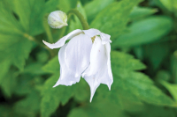 The Joyful Botanist: With flowers like these, who needs an enemy?