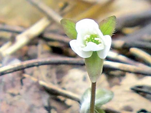 The Naturalist&#039;s Corner: Is spring springing earlier?