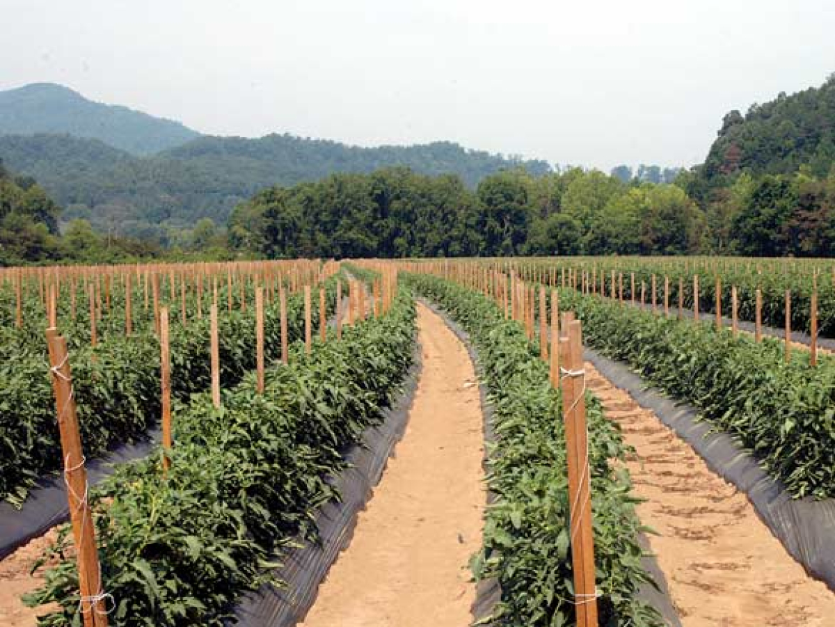 NCDA&amp;CS seeks proposals for agricultural research programs