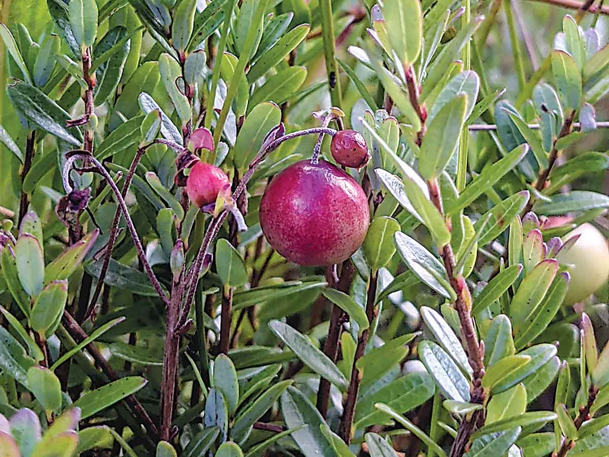 Western North Carolina is home to the southernmost populations of wild cranberry. Adam Bigelow photo